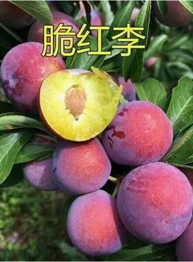 四川汶川脆红李子树苗半边红茵红李西梅树苗早熟五月脆嫁接李子苗