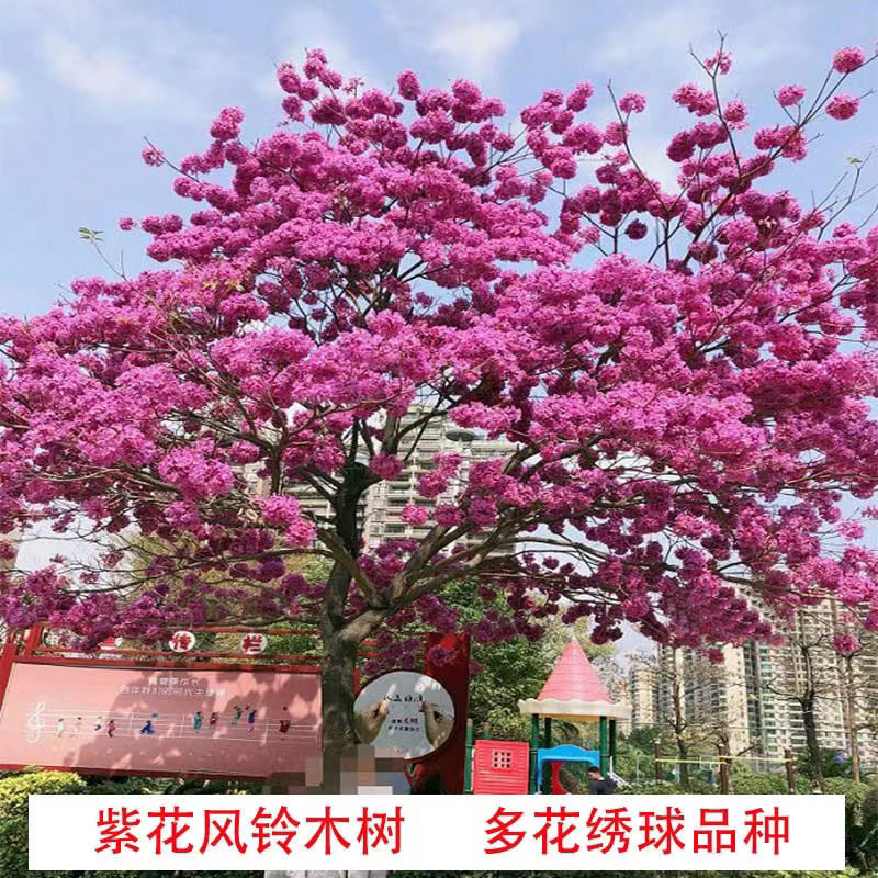 风铃木树苗紫花风铃木树巴西黄花风铃木大树名贵苗庭院绿化风景树