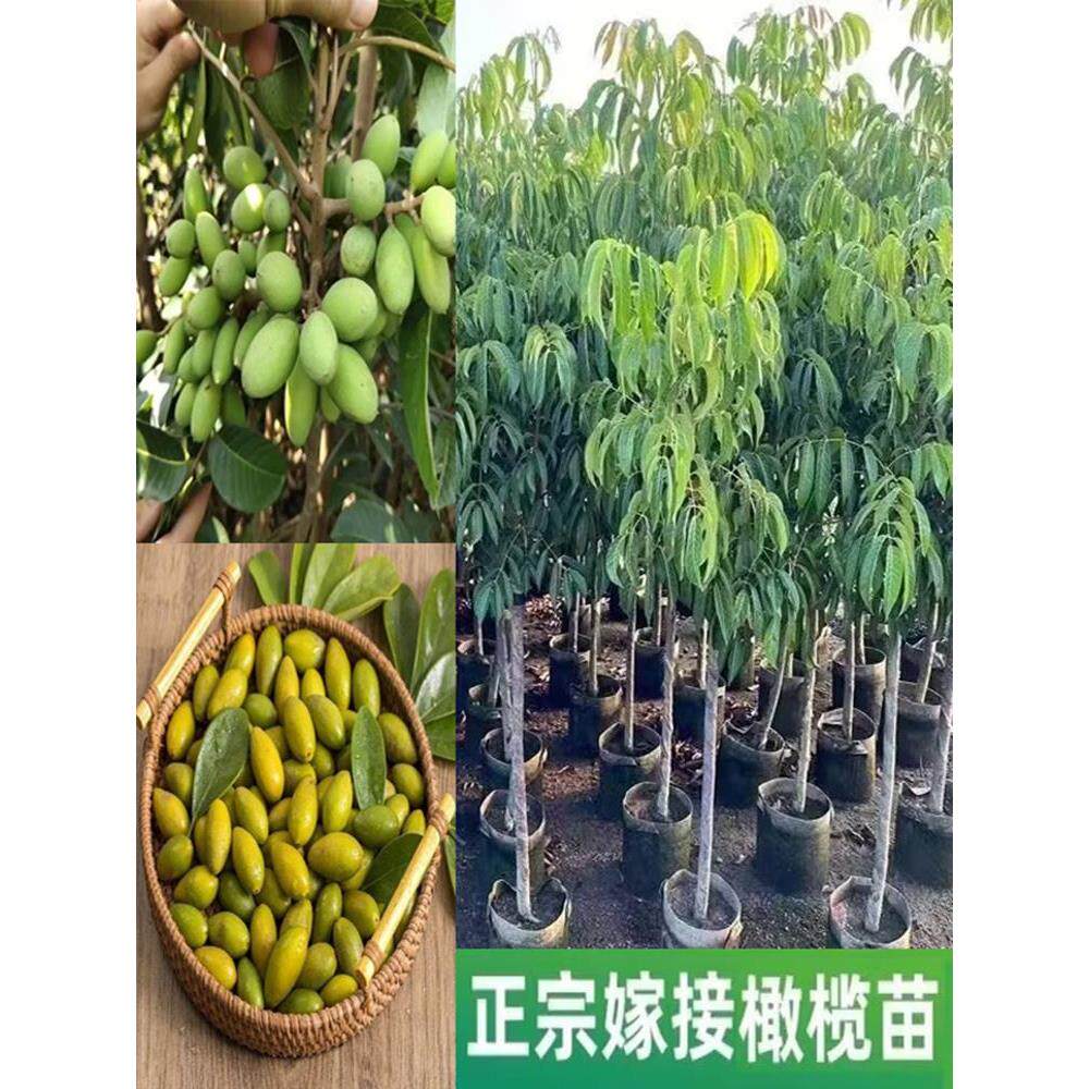 正宗嫁接橄榄果树苗高产甜橄榄青橄榄三棱橄榄苗黑橄榄太平洋橄榄