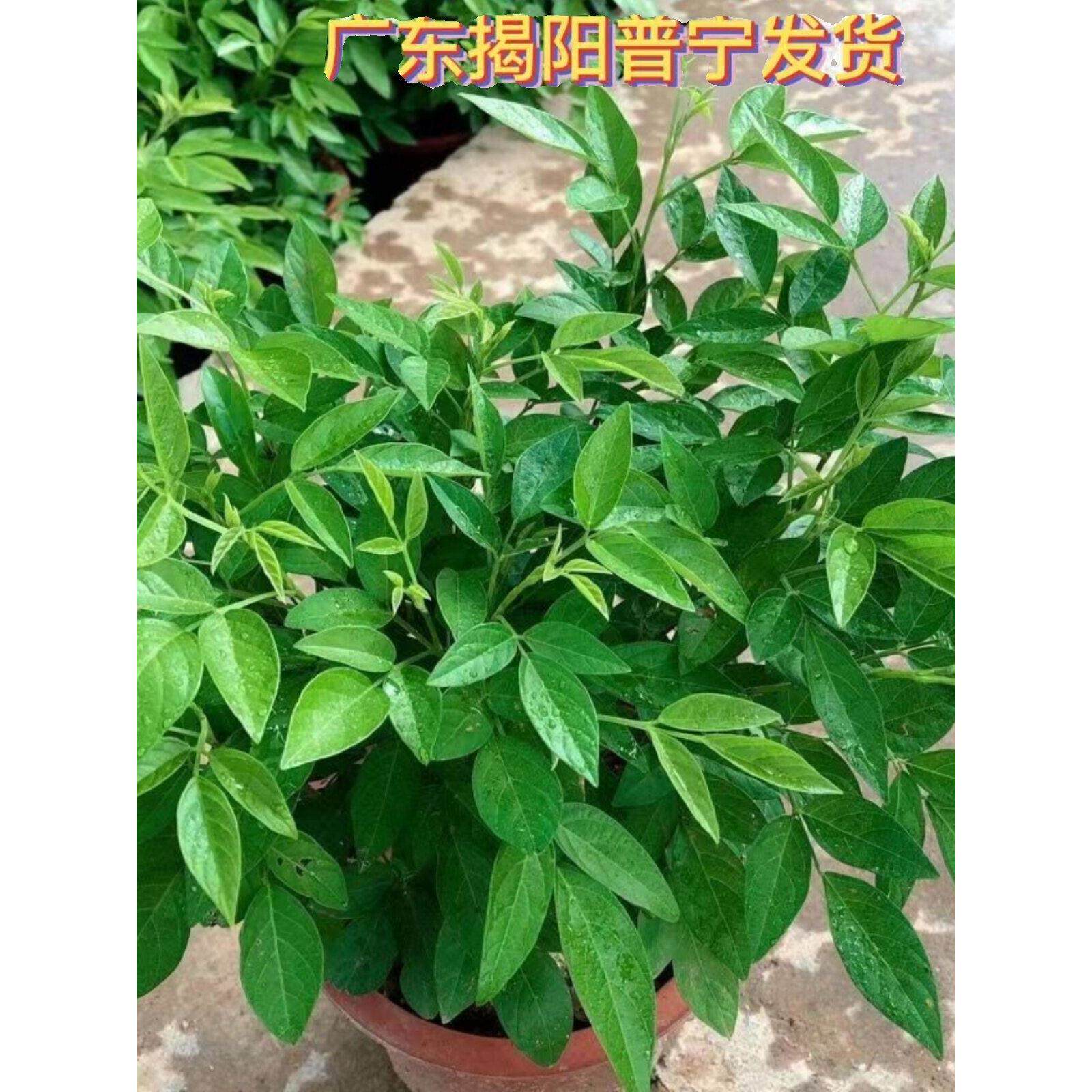 潮汕阳台仙草盆栽抹草苗春草红花仙草苗石榴花家居喜庆事婚事植物