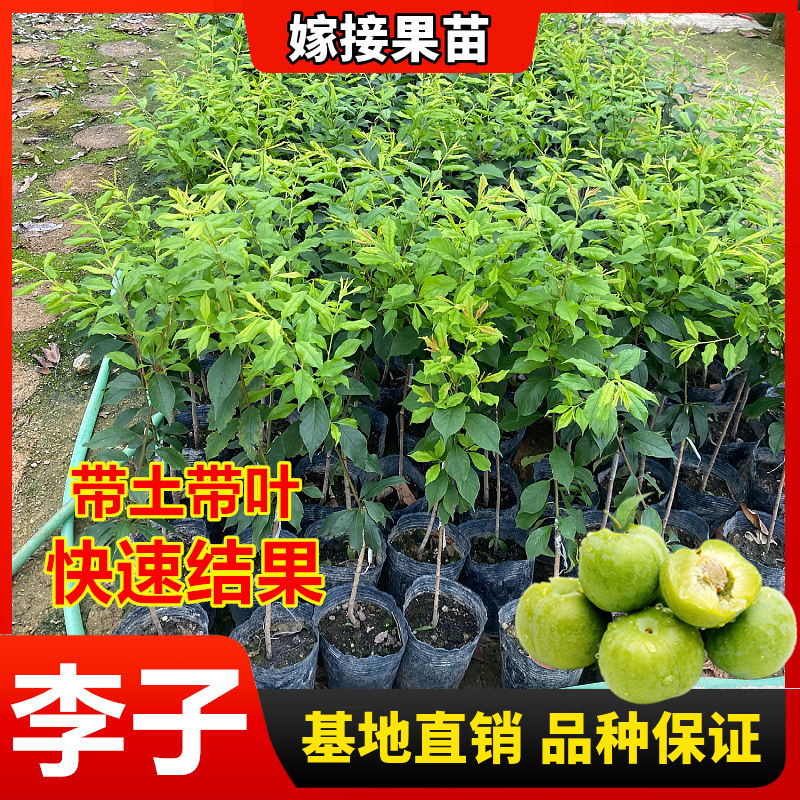 李子盆栽地栽特大南方果树苗包邮