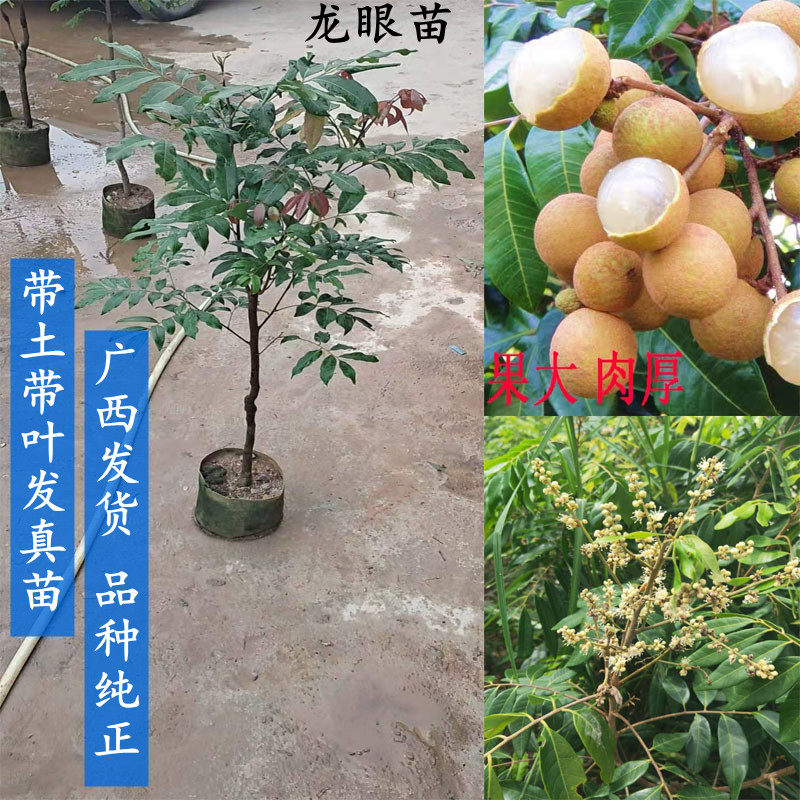 龙眼树苗 嫁接水果苗当年结果四季南方种植盆栽地栽带土广西发货