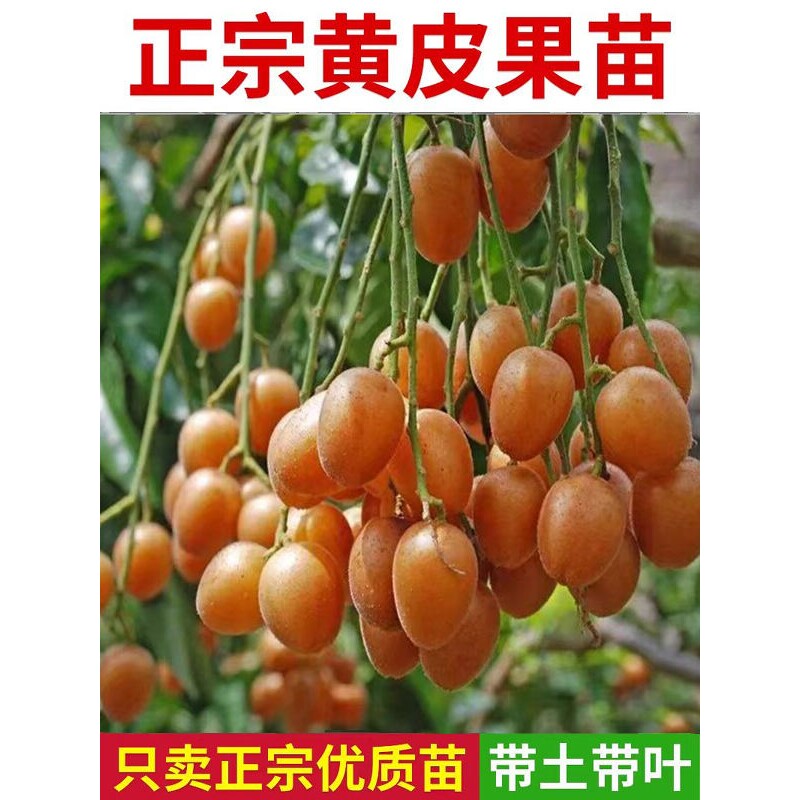 广东黄皮苗郁南大鸡心无核冰糖黄皮良种嫁接苗南北方庭院果树果苗