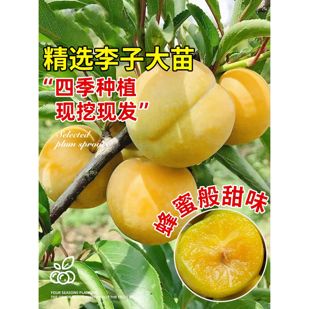 蜂糖李子树苗水果树果苗盆栽南北方种植冰糖红心三华李新品种贵州