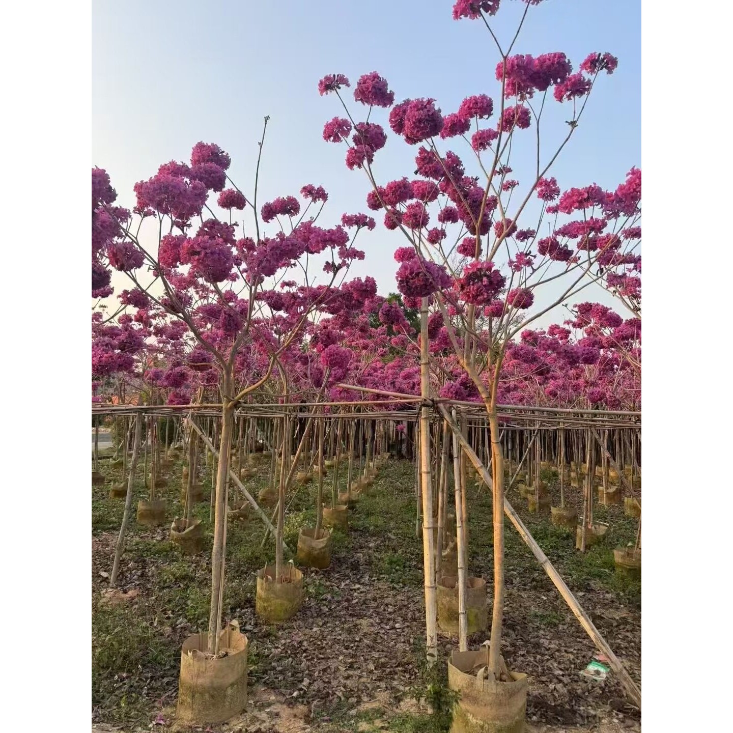 紫花风铃木树苗庭院观花风景树苗多花黄花风铃树木大树紫花品种