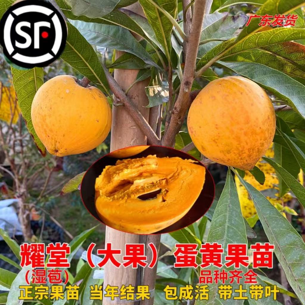蛋黄果苗树嫁接正宗耀堂仙桃苗鸡蛋果木瓜苗带果四季种植当年结果