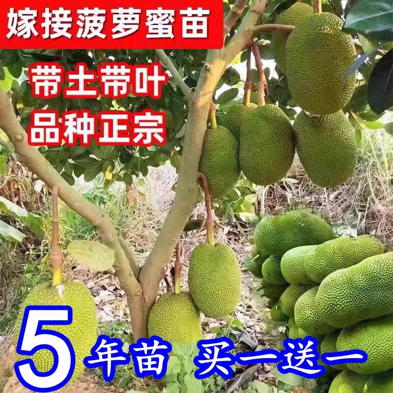 菠萝蜜苗12号8号红肉菠萝蜜果树苗泰国红肉木菠南方盆地栽嫁接苗