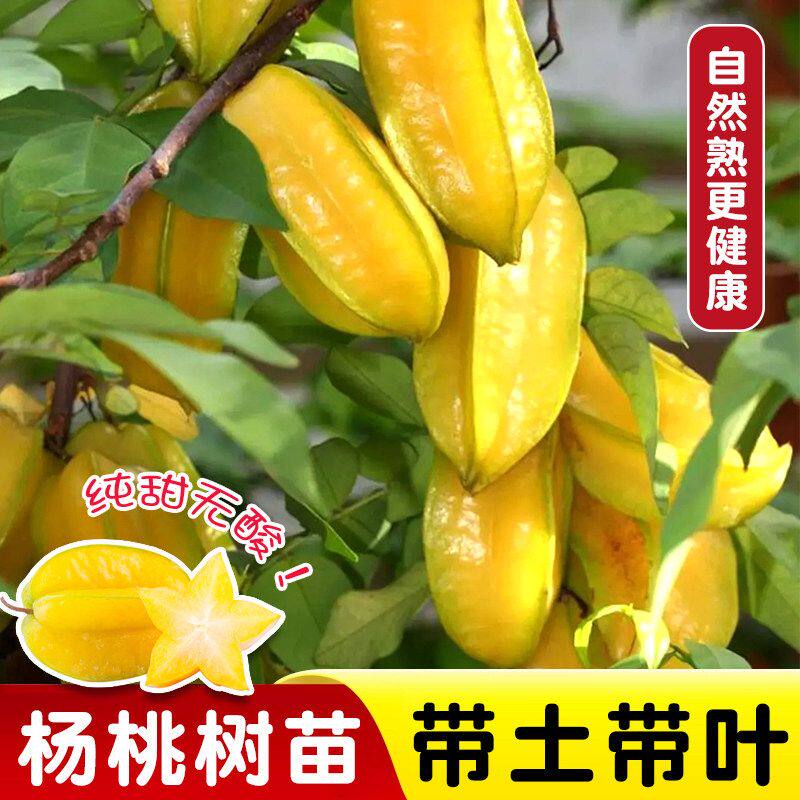 正宗广西四季甜杨桃树苗嫁接马来西亚杨桃树苗酸杨桃树苗死苗包赔