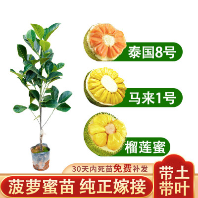 菠萝蜜树树苗嫁接泰国红肉干苞海南四季榴莲蜜木菠萝蜜果树苗庭院