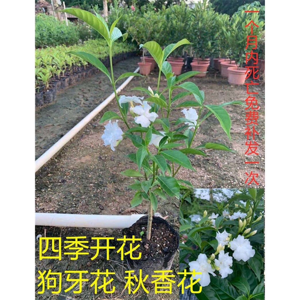 秋香花带花阳台芳香盆栽重瓣狗牙花庭院绿植庭院开花常绿豆腐花