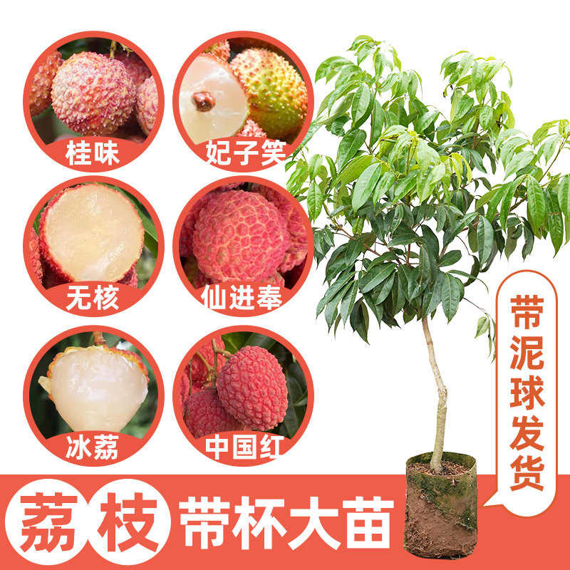 桂味荔枝树苗广西嫁接正宗妃子笑纯正易活品种晚熟树苗果苗包邮