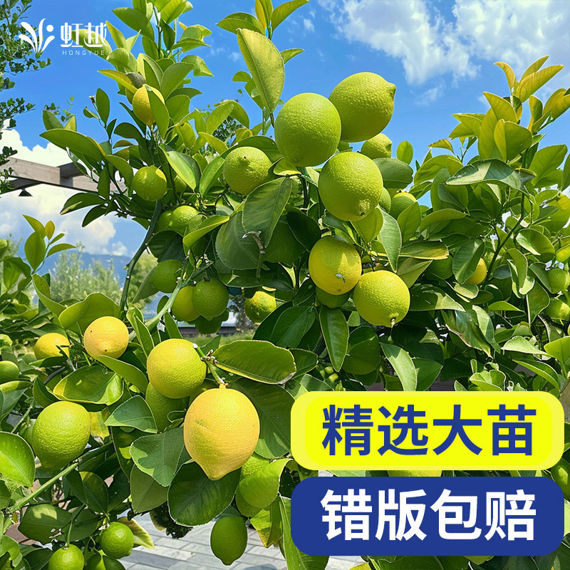 虹越香水柠檬树苗盆栽棒棒糖花叶小青柠奶茶四季庭院阳台果树果苗