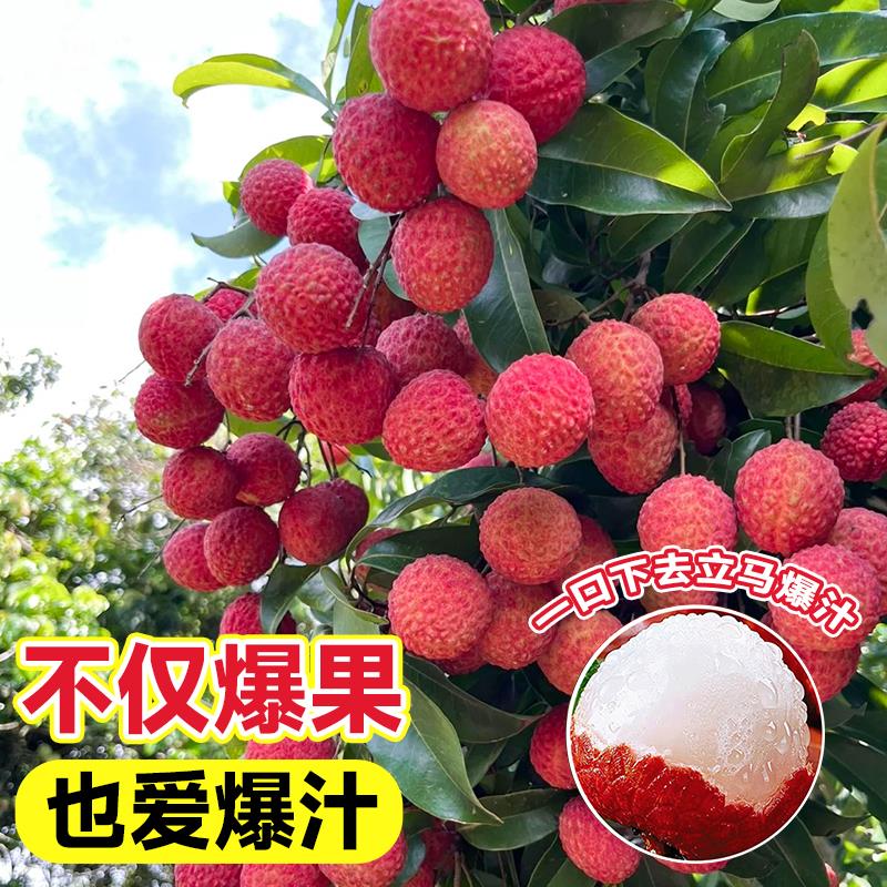 荔枝树苖无核妃子笑嫁接桂味果树盆栽水果树苗糯米糍果苗当年结果