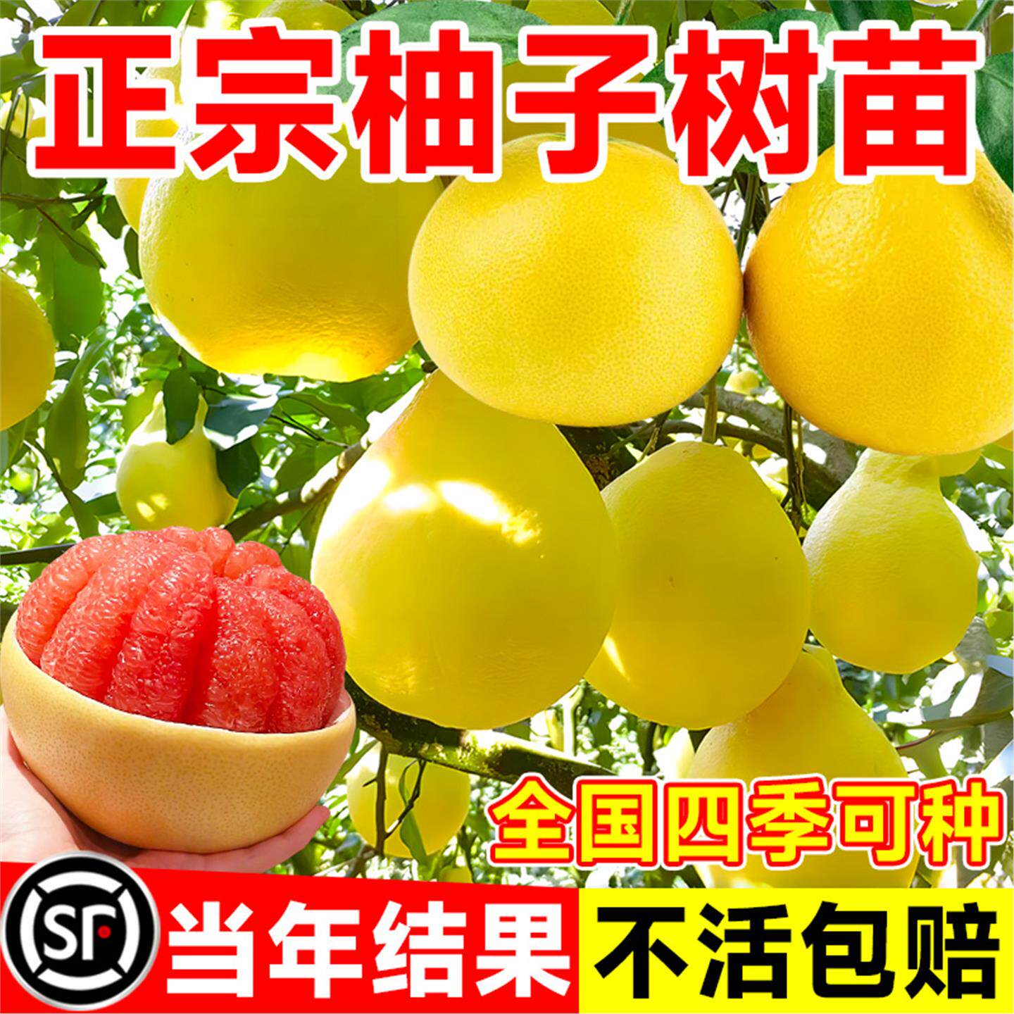 柚子树苗果树果苗红心蜜柚广西大沙田柚庭院嫁接南方种植水果葡萄