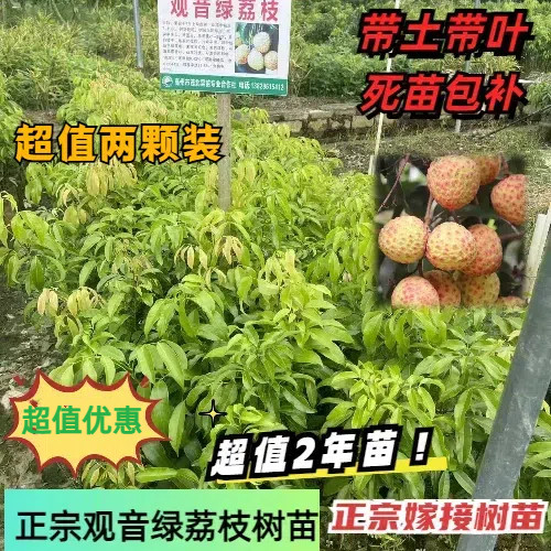 观音绿荔枝树苗2年苗带土带叶包邮2棵装可阳台楼顶种荔枝树苗包邮