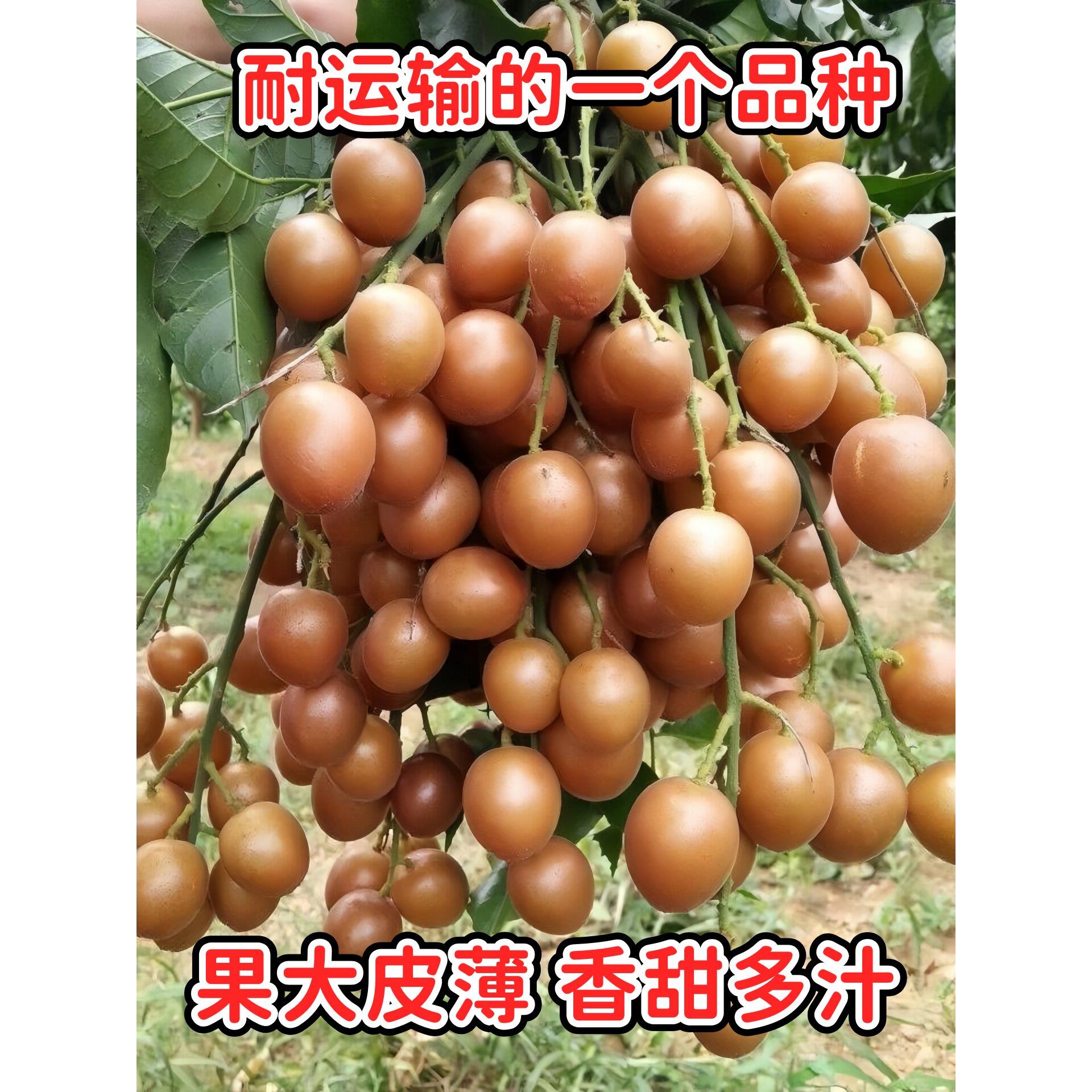 正宗广西嫁接黄皮果树苗黑金刚黄皮果苗结果冰糖黄色盆栽地栽