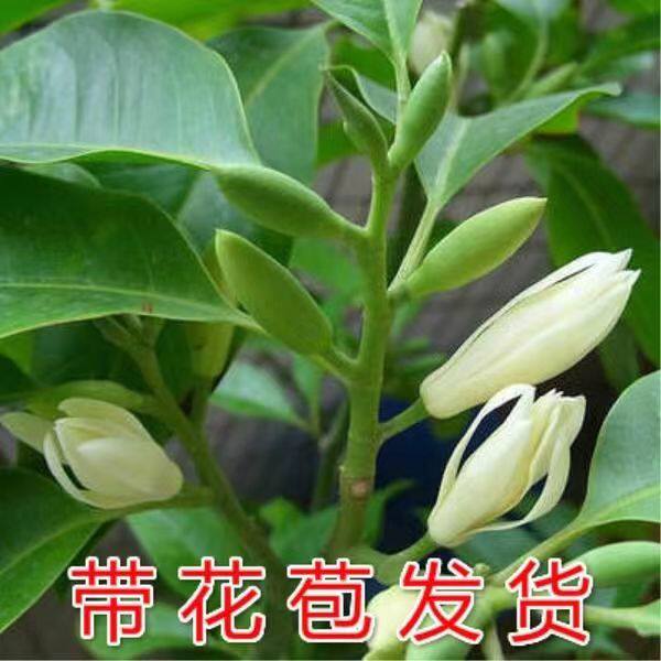 浓香型黄角兰带花苞白兰花盆栽室内室外绿植物庭院开花好养护易活