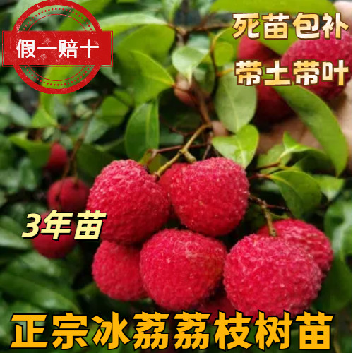 三年冰荔荔枝苗良品嫁接苗广东冰荔树苗3年苗阳台种带土带叶包邮