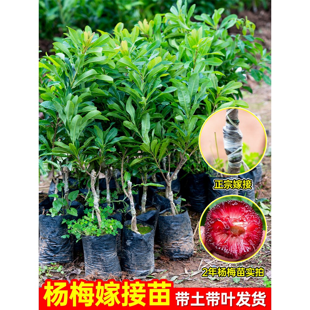 杨梅树树苗正宗嫁接仙居东魁黑炭杨梅苗早熟杨梅带土南方北方种植