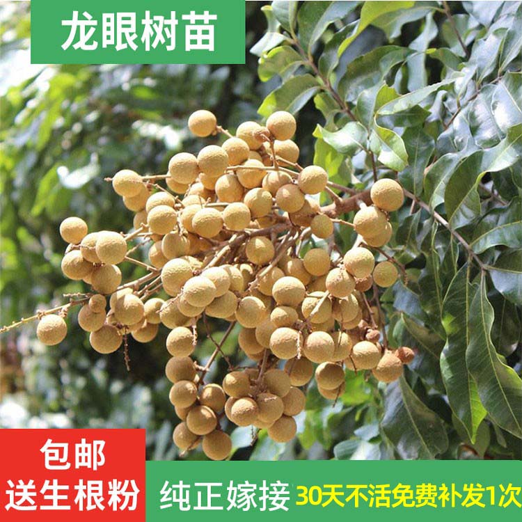 正宗嫁接龙眼树树广西石硖储良桂圆四季龙眼树树南方种植带果大树