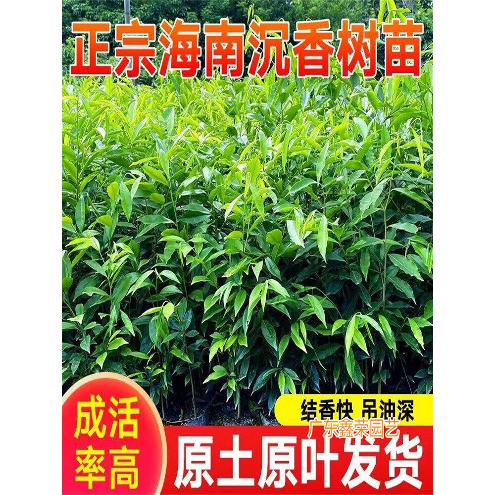 正宗奇楠沉香树苗名贵树苗带叶奇楠沉香苗奇楠沉香嫁接苗绿化带土