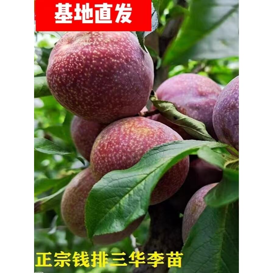 钱排银妃三华李果树苗嫁接水果苗早熟 三月李青李果树苗带盆发货