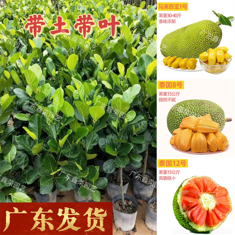 菠萝蜜苗树苗果苗嫁接苗木菠萝苗马来西亚1号黄肉红肉四季菠萝蜜