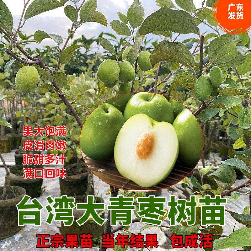 青枣苗树苗特大台湾大青枣果树苗枣树嫁接苗南北方当年结果青枣苗