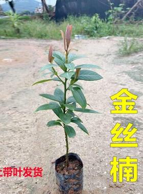 金丝楠木树苗名贵苗木庭院绿化大树地栽常绿耐寒四川正宗小叶桢楠