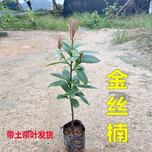 金丝楠木树苗名贵苗木庭院绿化大树地栽常绿耐寒四川正宗小叶桢楠