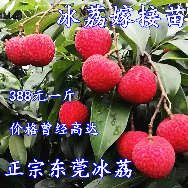 冰荔荔枝苗嫁接苗新品种仙进奉观音绿荔枝树苗盆栽带土叶当年结果