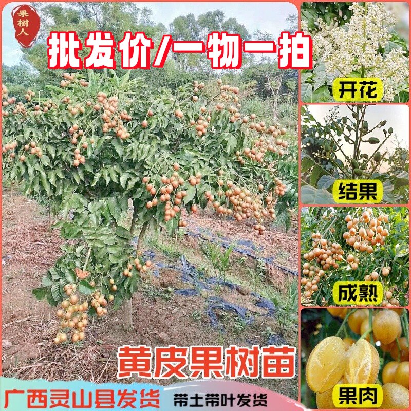 广西黄皮果树苗嫁接贵妃无核黑黄皮紫肉南方庭院盆栽地栽种黄皮苗