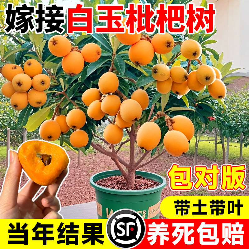 白玉枇杷树苗果苗嫁接盆栽特大水果树砂糖大五星批杷苗南北方种植