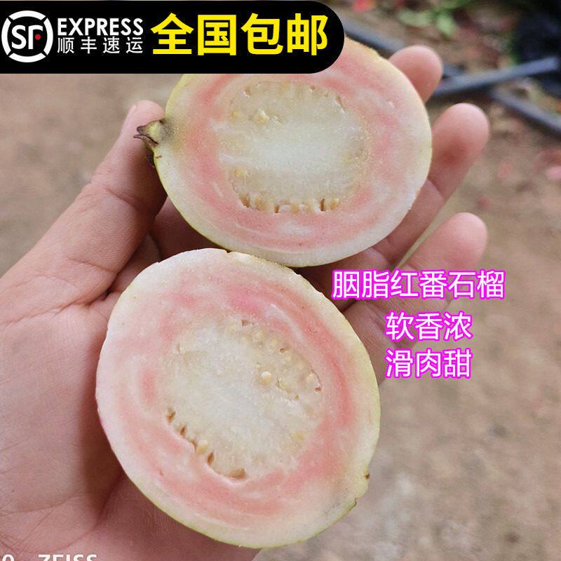 胭脂红番石榴树苗红肉白肉四季番石榴香浓甜软滑14年淘宝老店