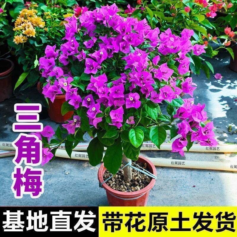 三角梅大苗带花勤花懒人盆栽三叶梅苗四季室内庭院阳台耐寒三角梅