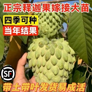 释迦果树苗番荔枝凤梨释迦果苗嫁接牛奶AP榴莲释迦林檎泰国大目苗