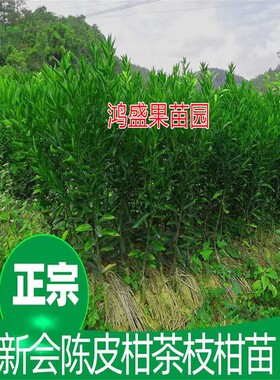 正宗新会陈皮柑茶枝柑小青柑普洱茶柑嫁接四会柑嫁接果树苗厚皮