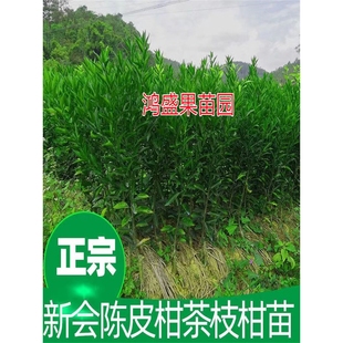 正宗新会陈皮柑茶枝柑小青柑普洱茶柑嫁接四会柑嫁接果树苗厚皮