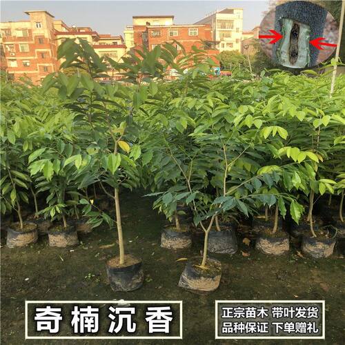 奇楠沉香树苗正宗越南奇楠小苗沉香实生树苗名贵树苗绿化树苗盆栽