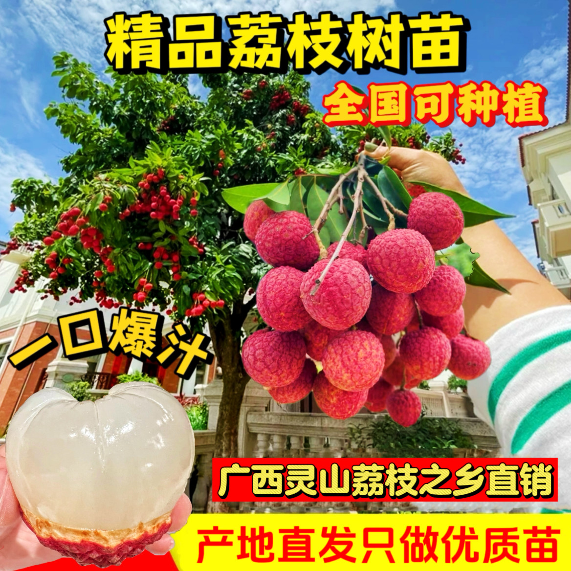 荔枝树苗妃子笑无核桂味果树盆栽冰荔仙进奉荔枝王嫁接苗当年结果