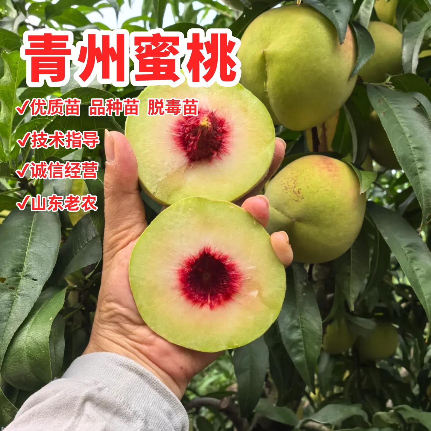 特晚熟脆甜小冬桃果苗贡桃青州蜜桃苗嫁接冬雪蜜桃树苗南北方种植