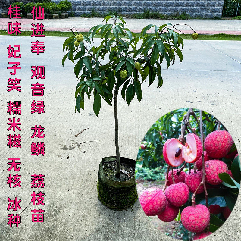 荔枝树苗嫁接桂味荔枝盆栽糯米糍妃子笑无核荔枝果树当年结果树苗