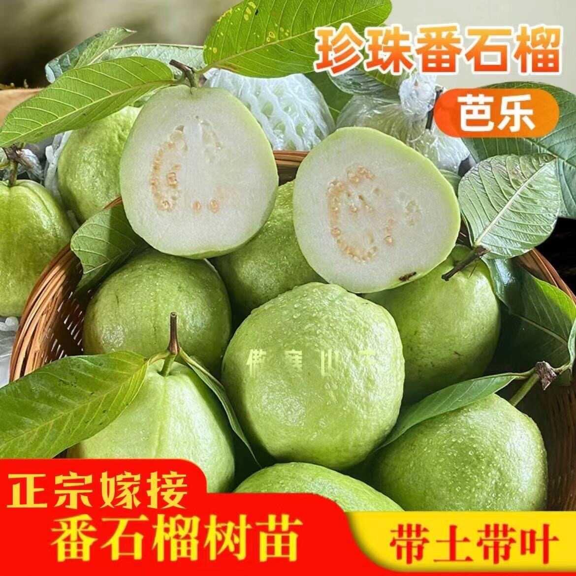 四季珍珠白心番石榴苗台湾西瓜芭乐果苗南方种当年结果嫁接果树苗