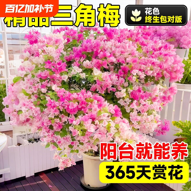 重瓣三角梅四季开花盆栽带花老桩漳红樱绿樱勤花品种爬藤苗好养活