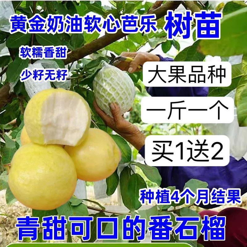 番石榴树苗黄金奶油大果无籽芭乐白心红心嫁接矮化四季结果当年结