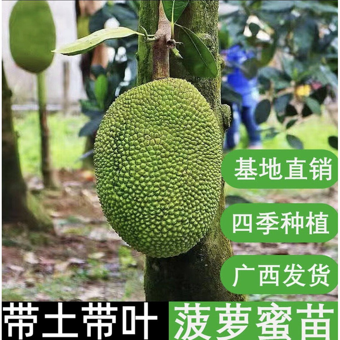 菠萝蜜树树苗嫁接泰国红肉干苞海南四季榴莲蜜木菠萝蜜果树苗庭院