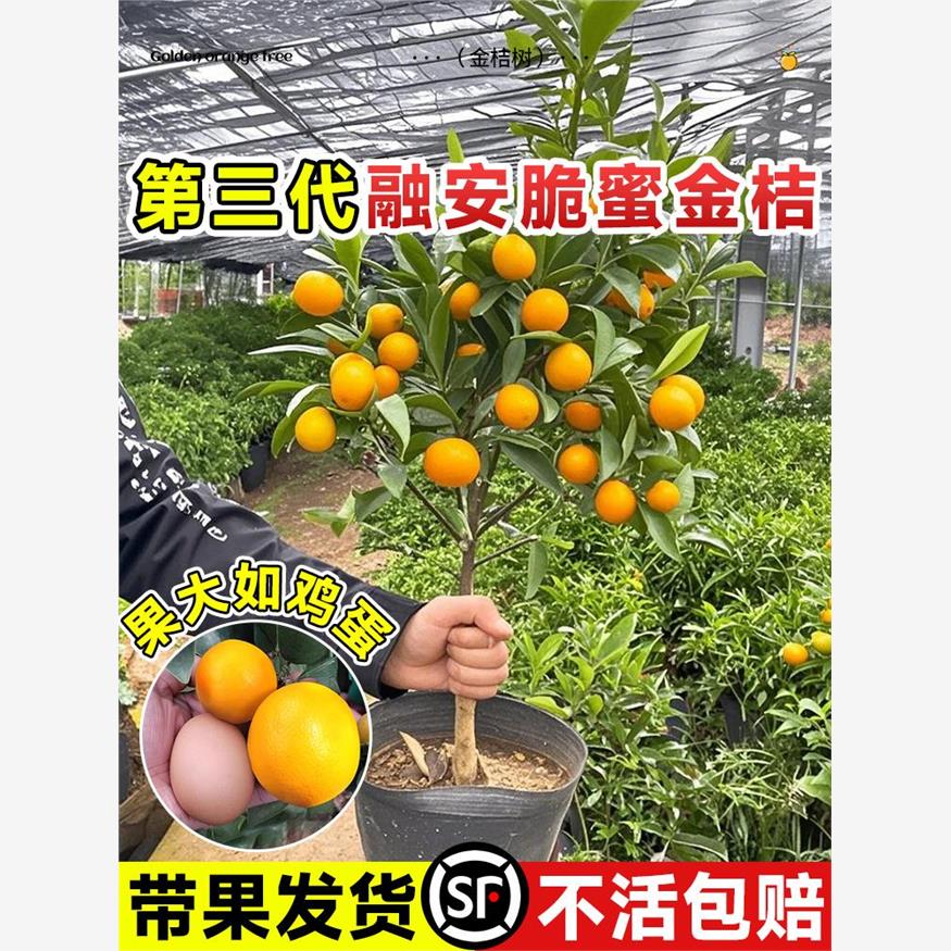 融安脆蜜金桔树第三代树苗大号广西脆皮金柑树苗可食用四季地盆栽