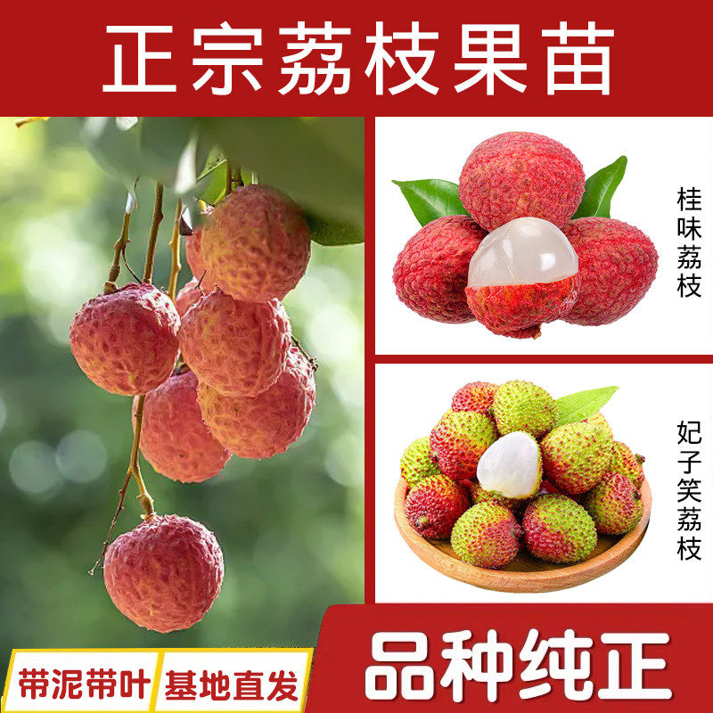 荔枝树苖无核桂味果树盆栽妃子笑嫁接水果树苗糯米糍果苗当年结果