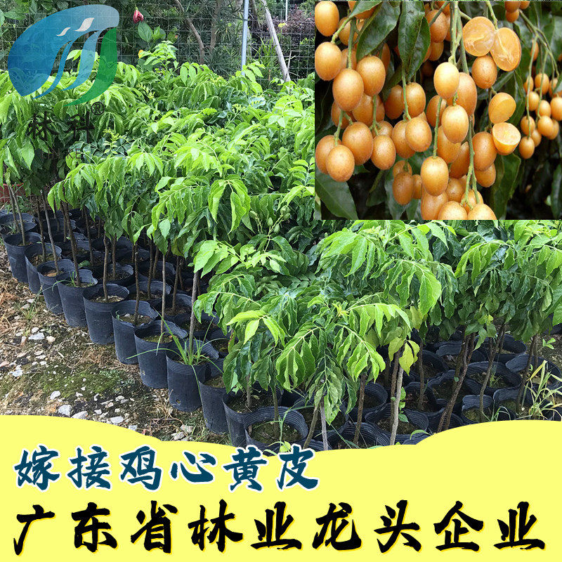龙头企业鸡心黄皮果树苗黄皮嫁接苗黄皮苗鸡心黄皮苗冰糖黄皮果苗