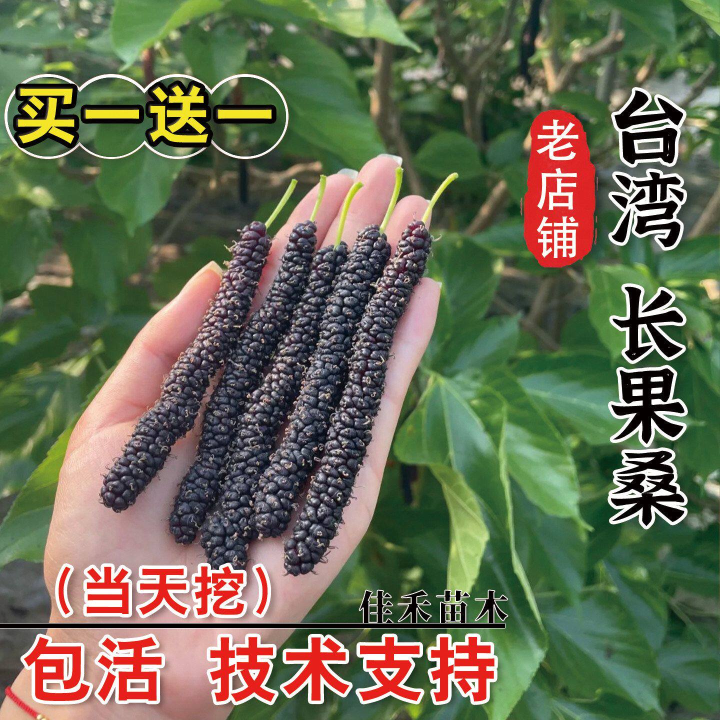 桑葚苗嫁接台湾长果桑树苗桑树活苗盆栽地栽四季果桑苗南北方种植